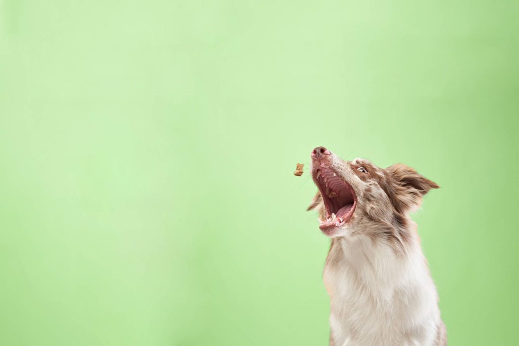 Services Vet in McMurray Brush Run Veterinary Clinic