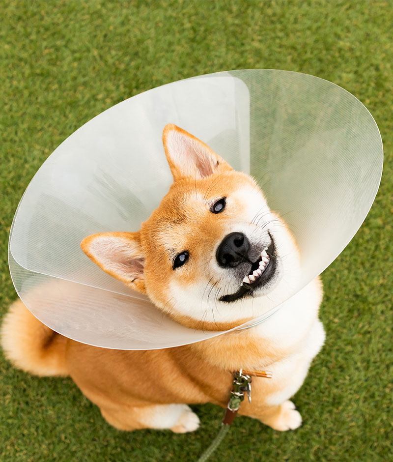 Services Vet in McMurray Brush Run Veterinary Clinic