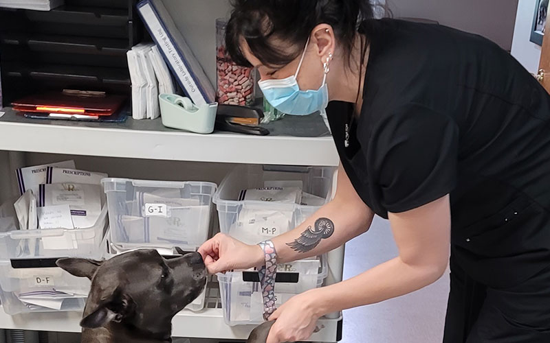 Veterinarian in McMurray Vets Near Me Brush Run Veterinary Clinic