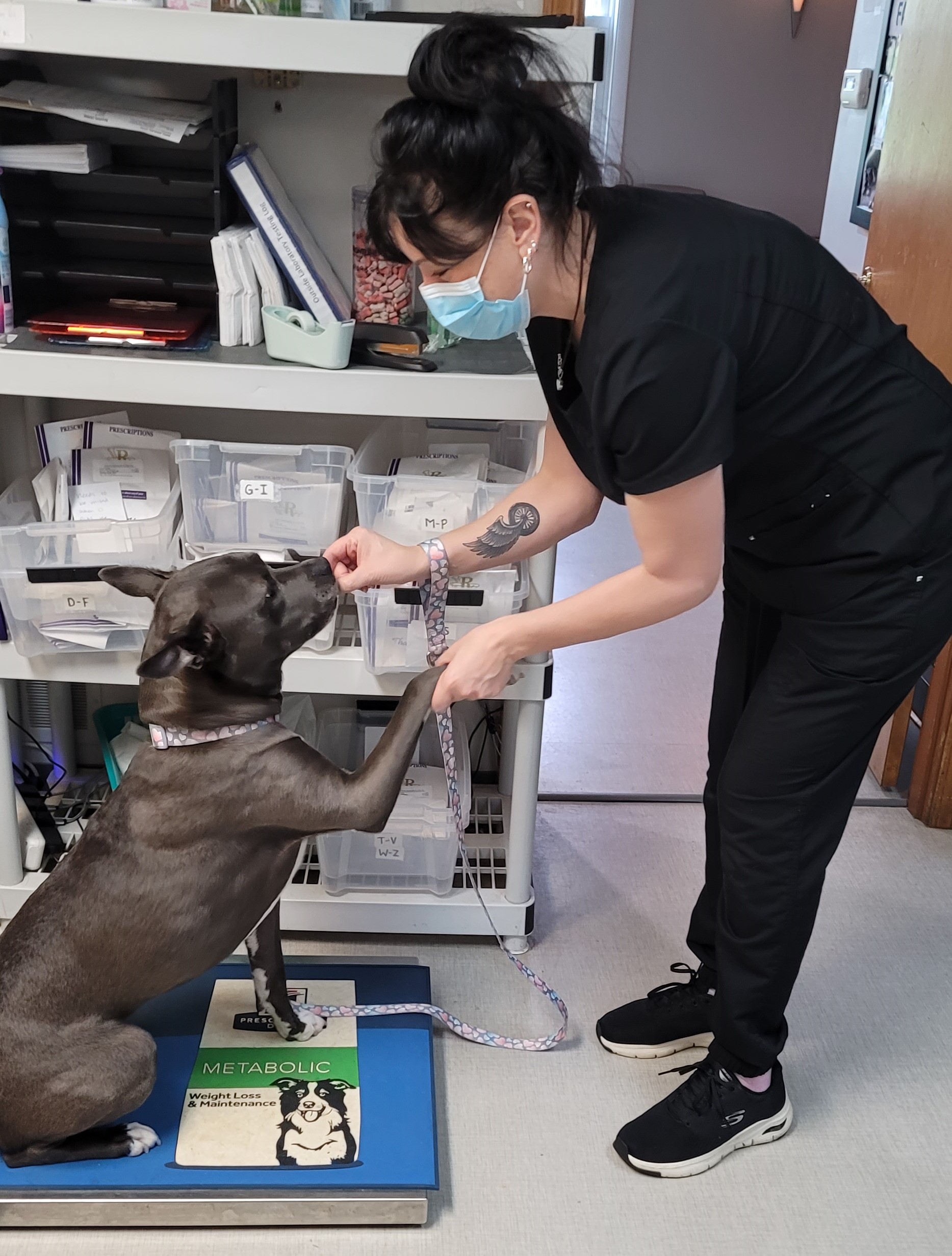 Services Vet in McMurray Brush Run Veterinary Clinic