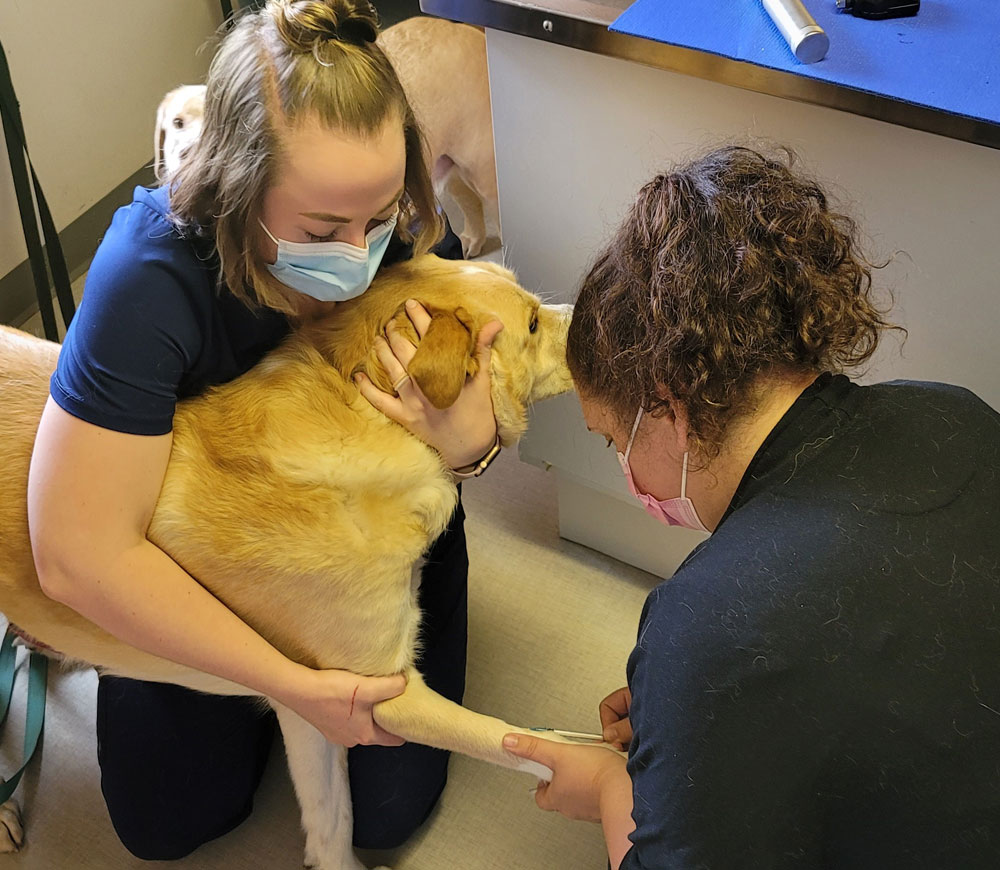 Veterinarian in McMurray Vets Near Me Brush Run Veterinary Clinic