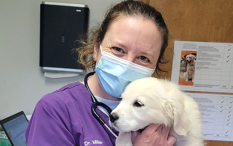 Veterinarian in McMurray Vets Near Me Brush Run Veterinary Clinic