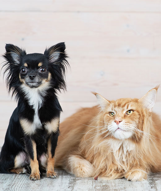 Pet Insurance Vet in McMurray Brush Run Veterinary Clinic