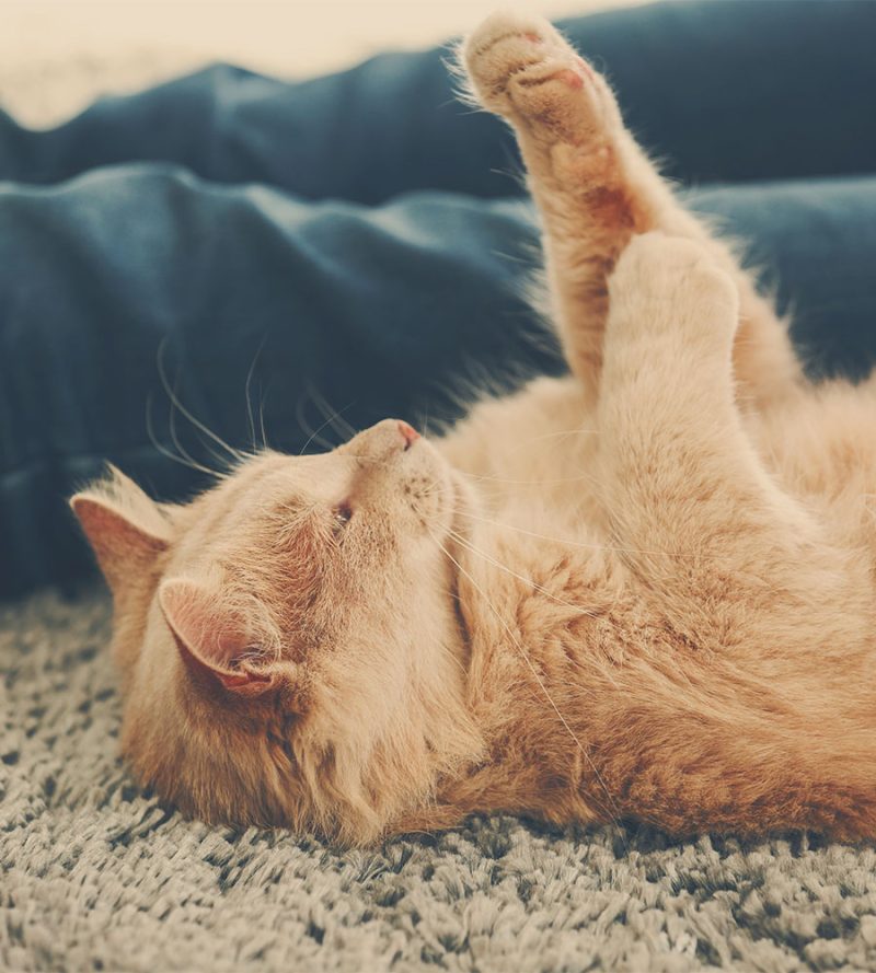 Pet Insurance Vet in McMurray Brush Run Veterinary Clinic