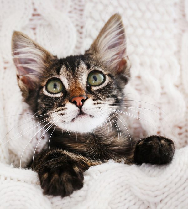 Pet Insurance Vet in McMurray Brush Run Veterinary Clinic