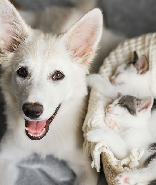 Pet Insurance Vet in McMurray Brush Run Veterinary Clinic