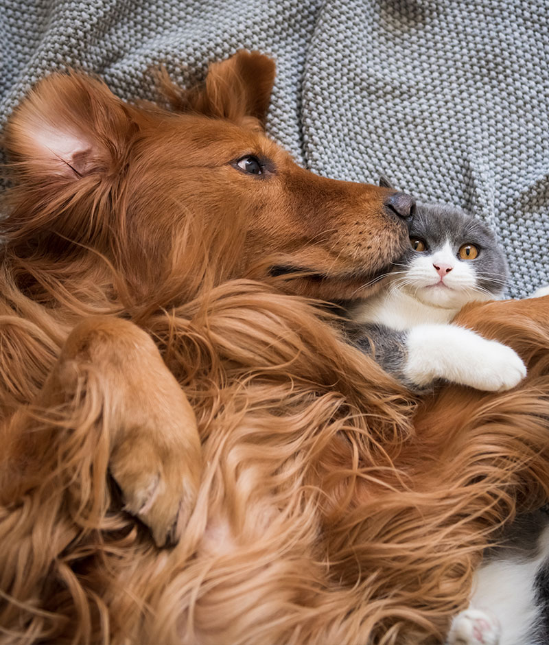 Pet Insurance Vet in McMurray Brush Run Veterinary Clinic