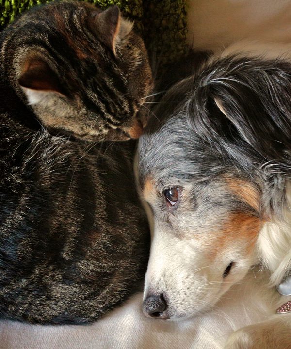 Pet Insurance Vet in McMurray Brush Run Veterinary Clinic