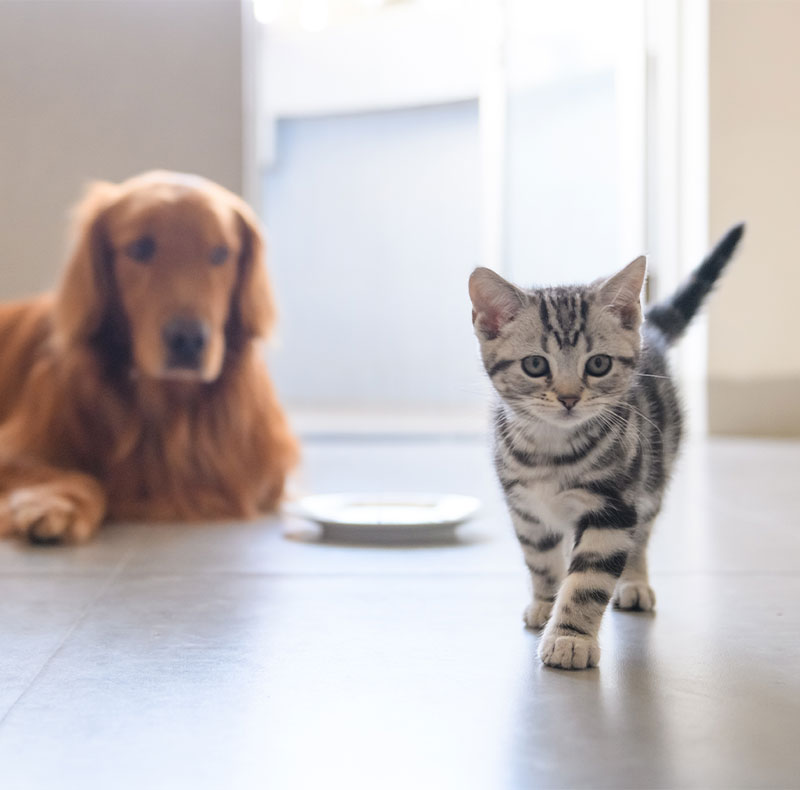 Pet Insurance Vet in McMurray Brush Run Veterinary Clinic