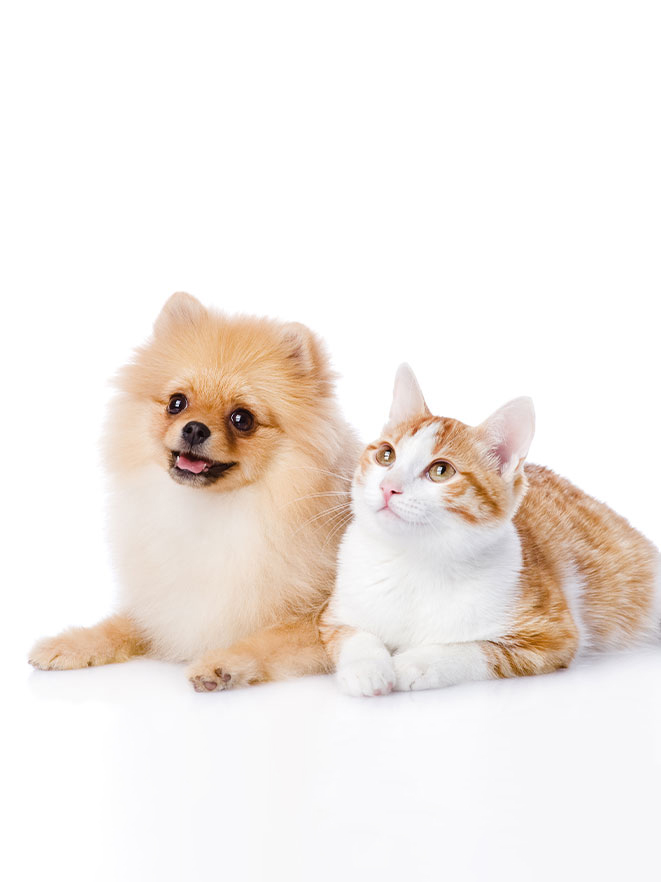 Pet Insurance Vet in McMurray Brush Run Veterinary Clinic