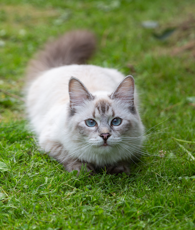 Rehab Vet in McMurray Brush Run Veterinary Clinic