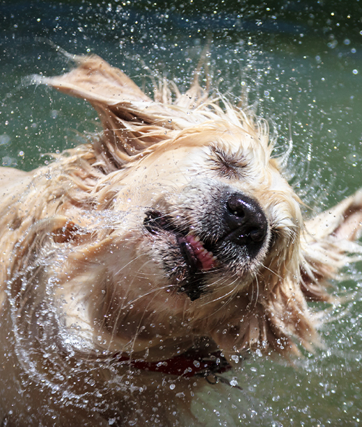 Rehab Vet in McMurray Brush Run Veterinary Clinic