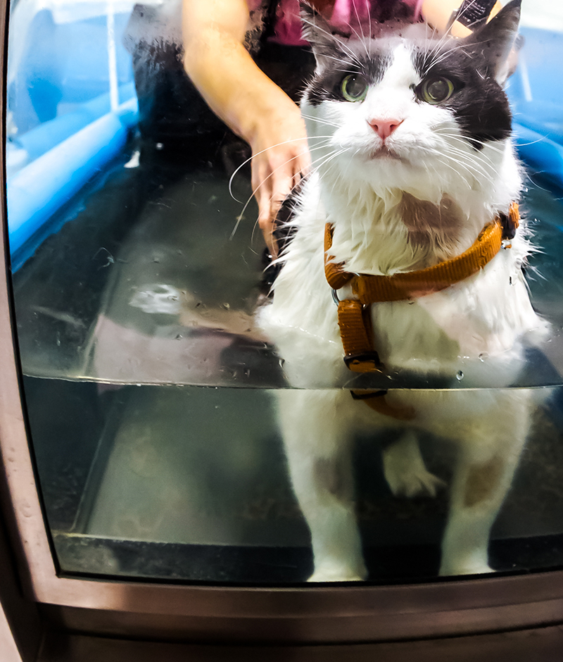 Rehab Vet in McMurray Brush Run Veterinary Clinic