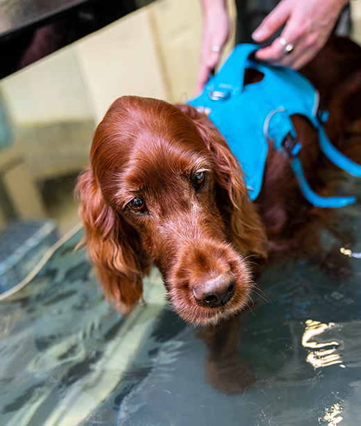 Rehab Vet in McMurray Brush Run Veterinary Clinic